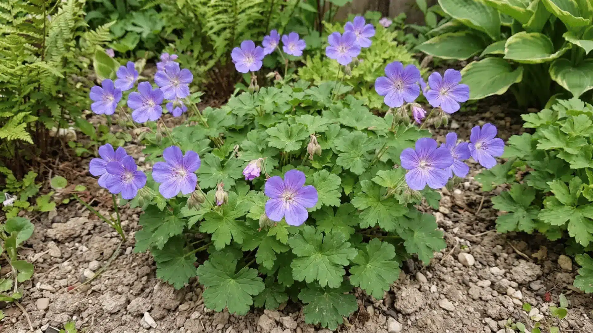 Hardy Geranium flowers above rounded green leaves