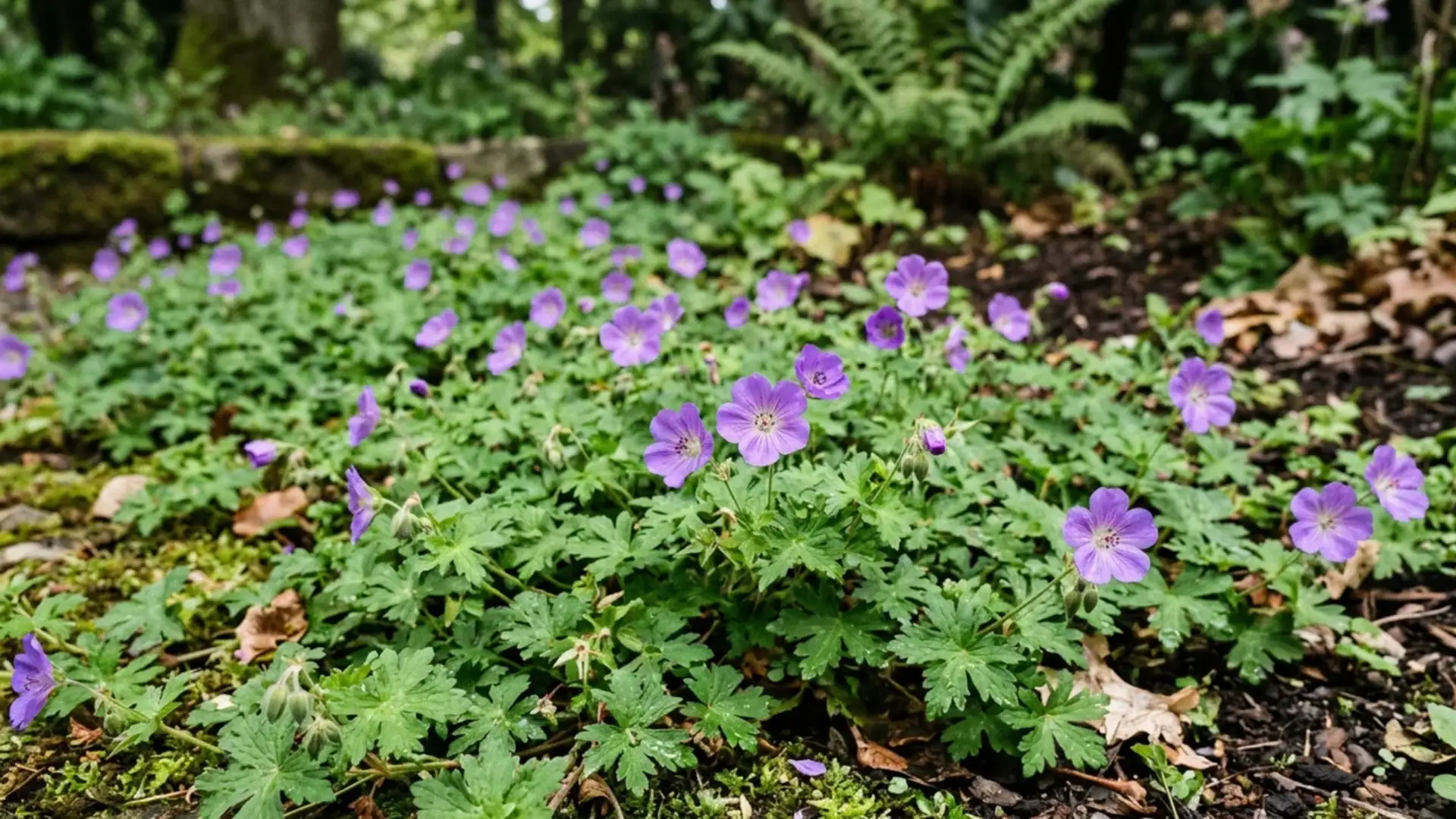 Small purple hardy geranium flowers spreading across a low mat of green leaves outdoors