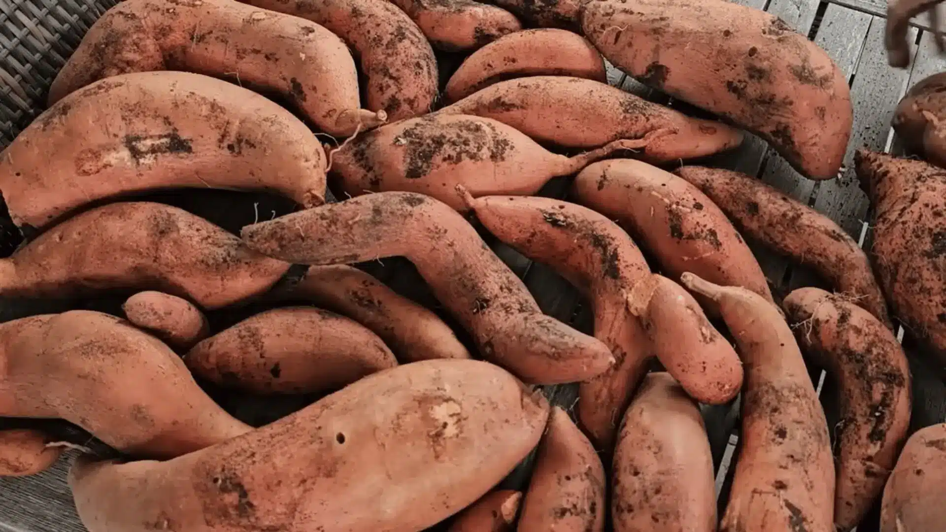 Freshly harvested sweet potatoes covered with soil after being dug from the garden