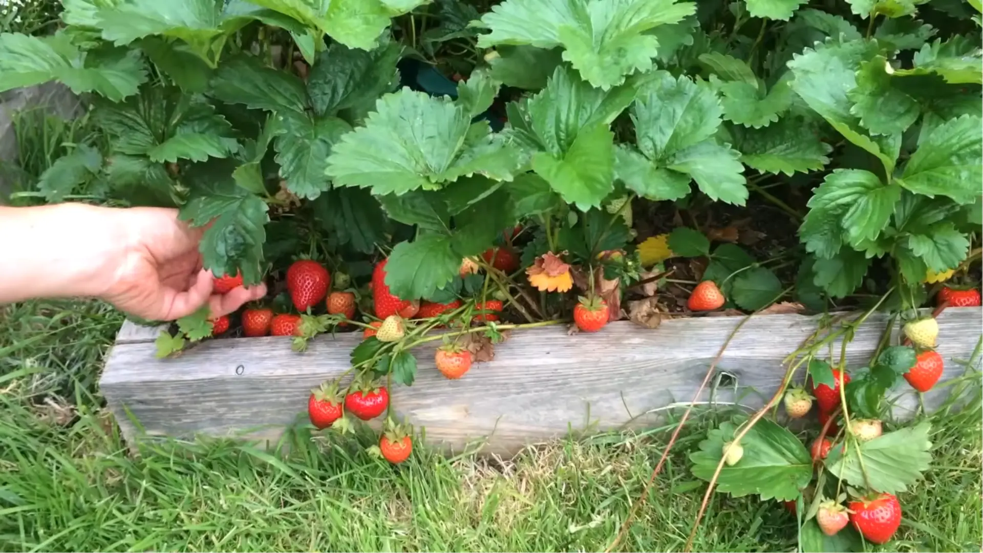 Ripe strawberries growing on plants in a garden bed ready for harvest with green leaves and fruit clusters.