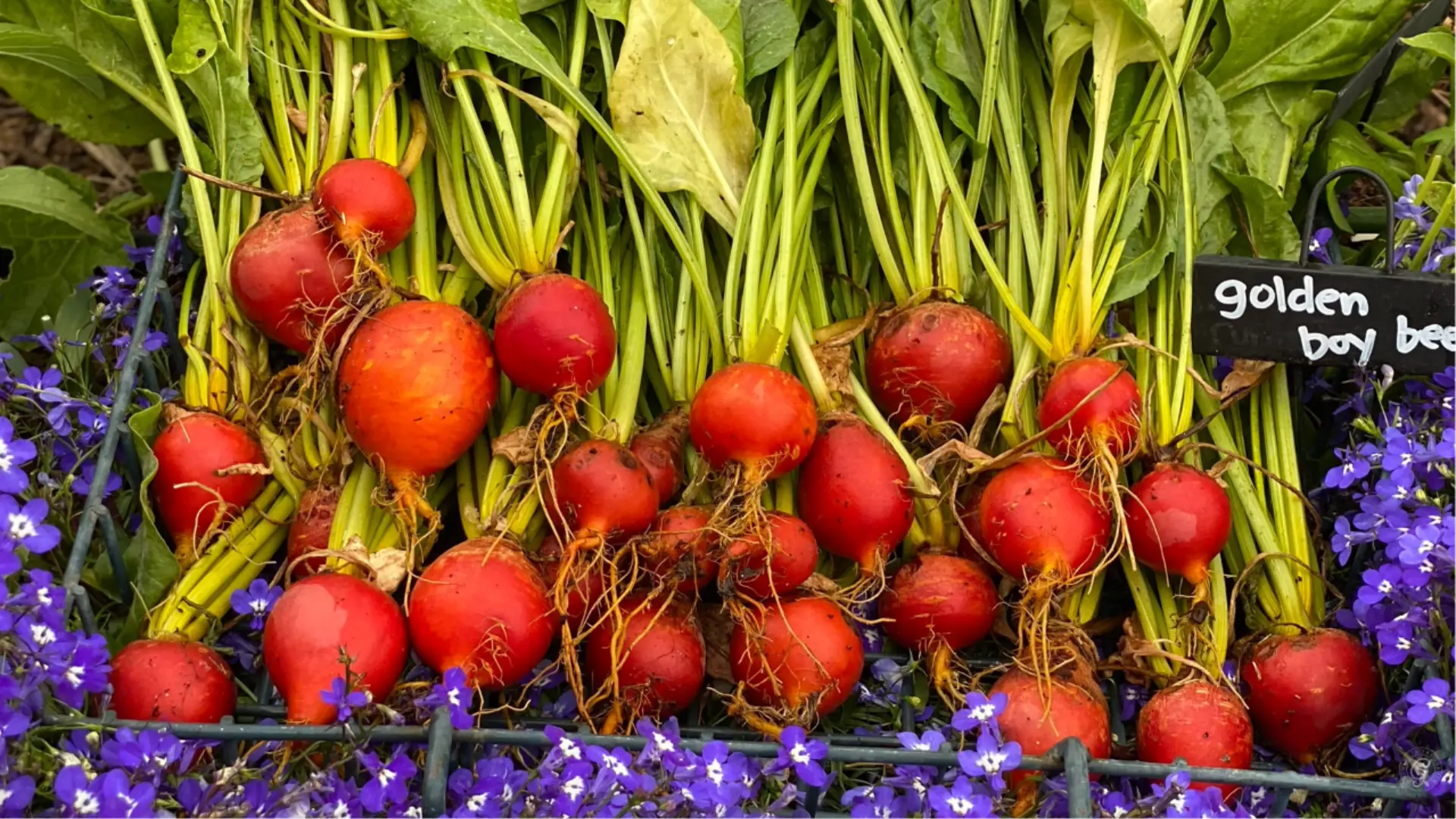 Freshly harvested red beets with green leaves pulled from a garden bed.