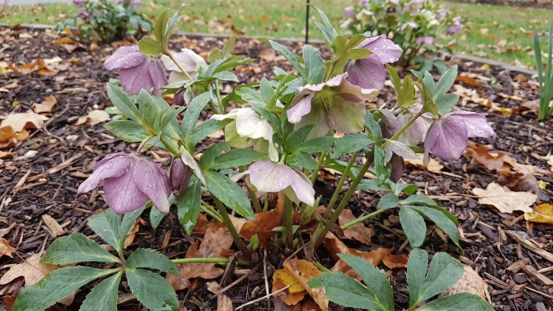 Hellebore flowers with green leaves in shaded garden
