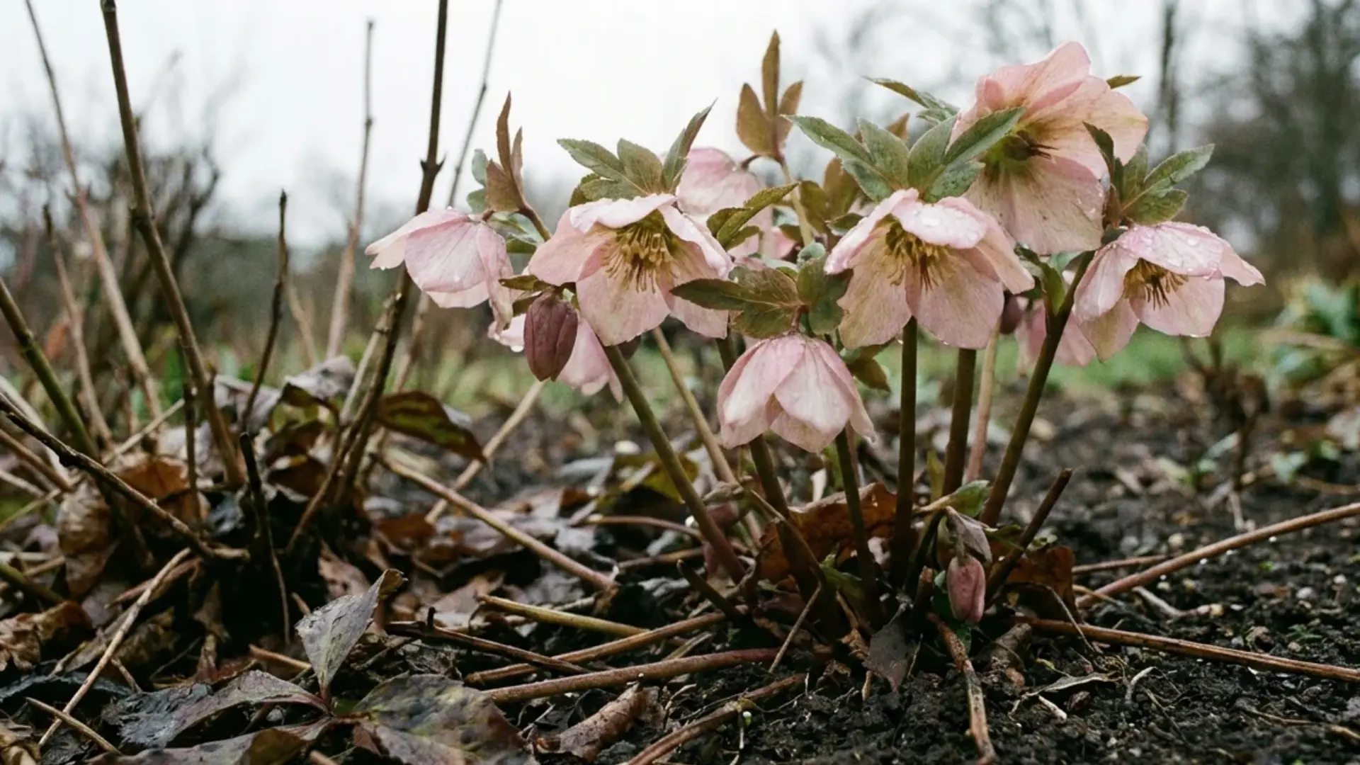 Pale pink hellebore blooms growing near bare soil in early spring