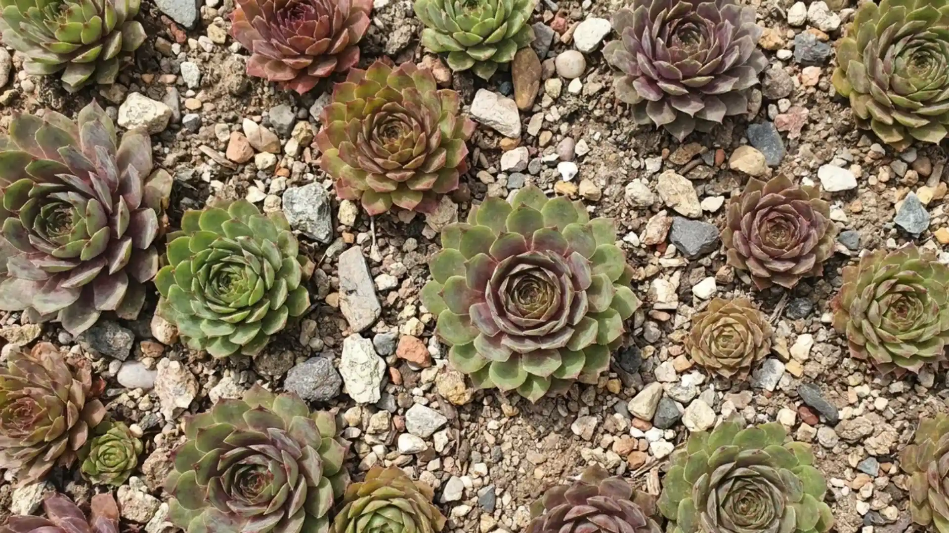 Rosette shaped hen and chicks succulents growing in shallow rocky garden soil outdoors