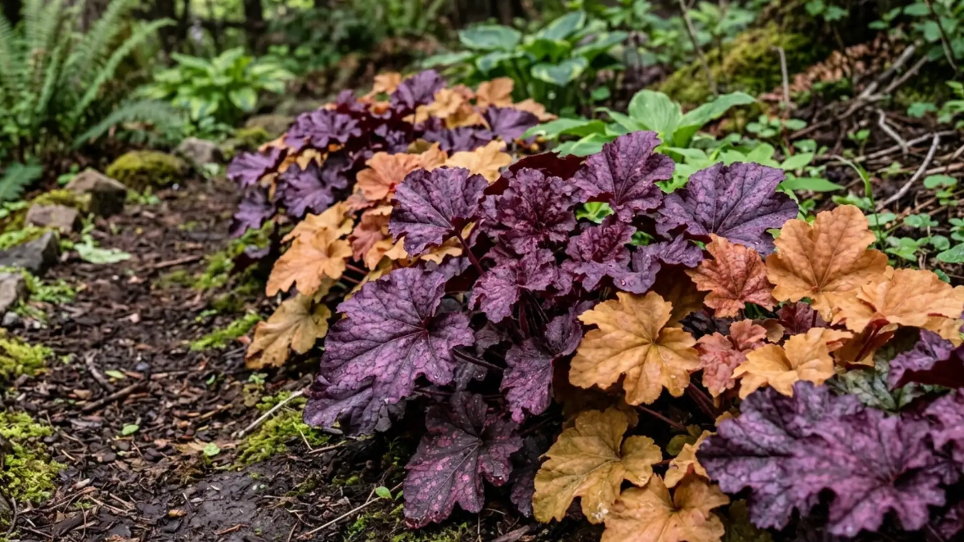 Purple and amber heuchera foliage growing along a shaded border