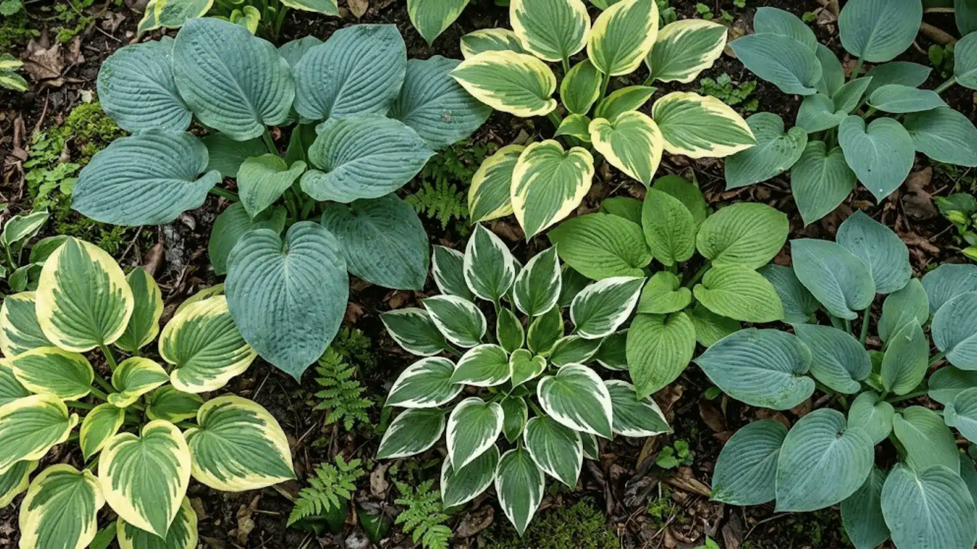Hosta leaves with green and variegated foliage