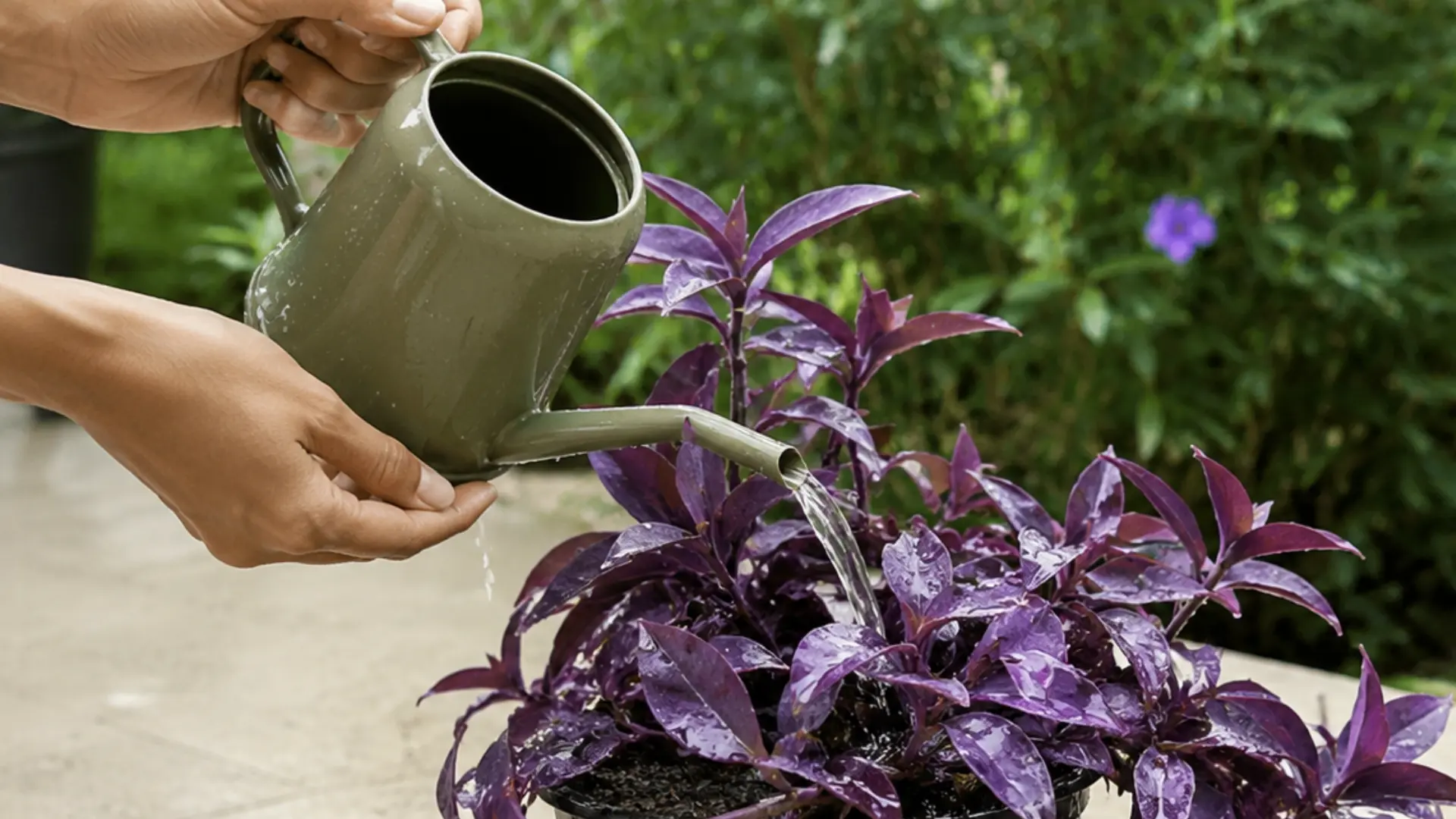 Hands watering a potted wandering jew plant with purple leaves on a sunny garden patio