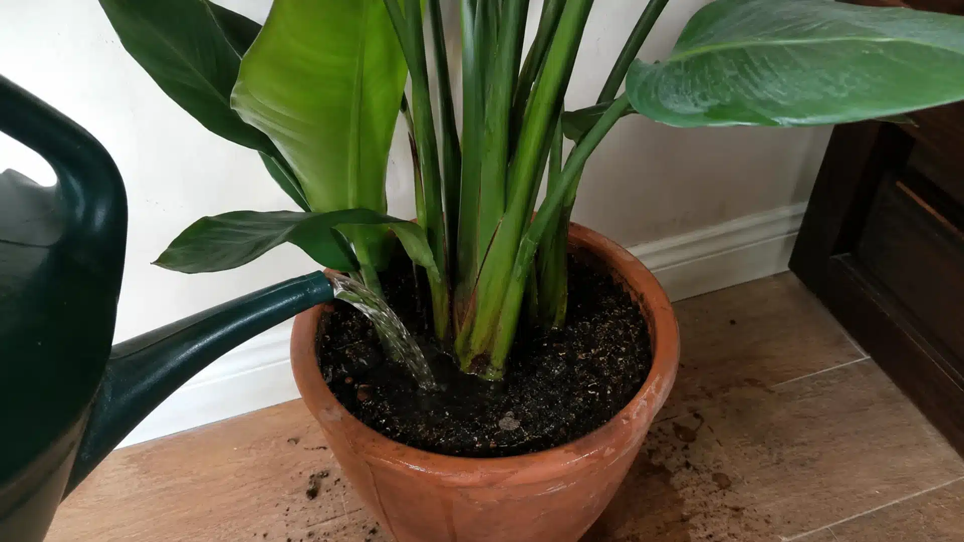 Watering can poured water into dark soil at the base of a potted bird of paradise plant