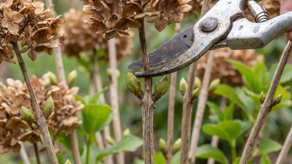 How to Prune Hydrangeas: Timing, Cuts, and Tips Secateurs positioned above a healthy bud pair on hydrangea stems with dried flower heads