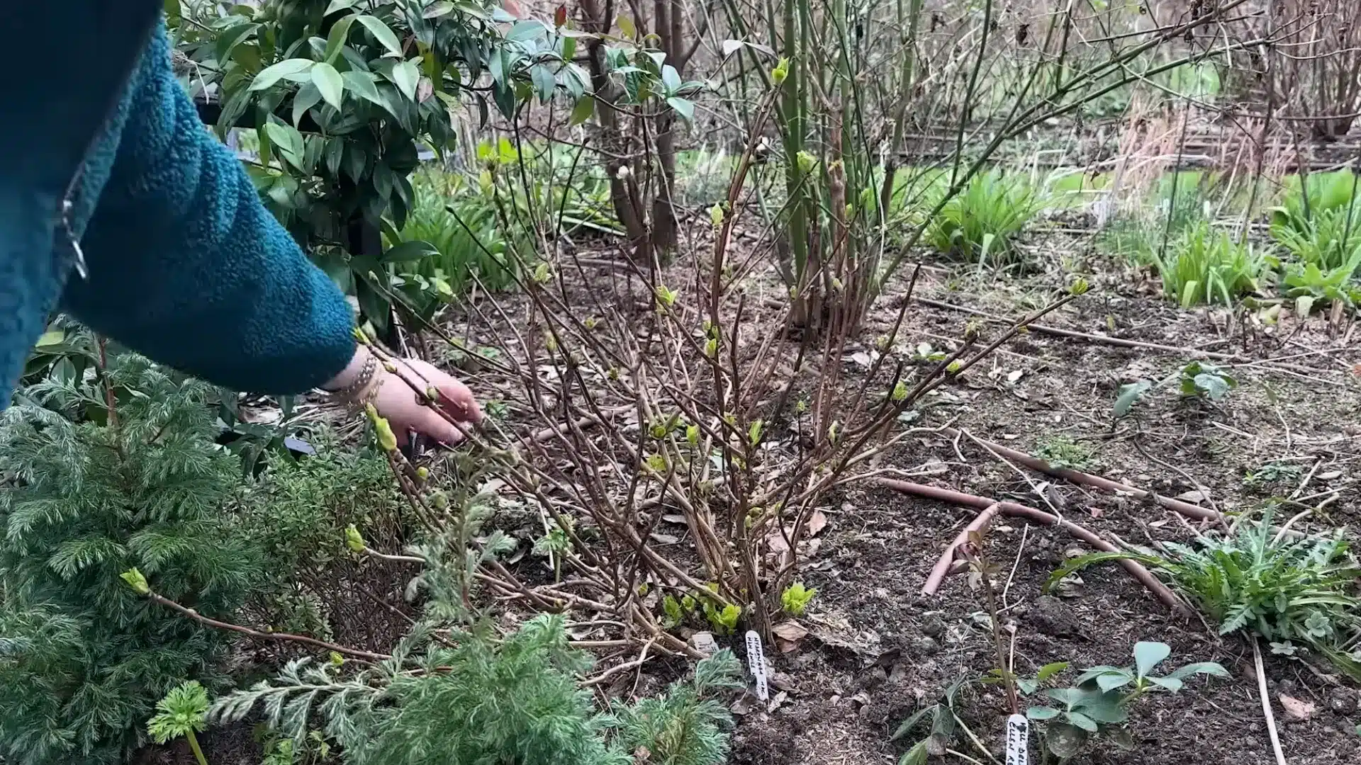 Hydrangea stems with fresh green buds after pruning in a garden bed.