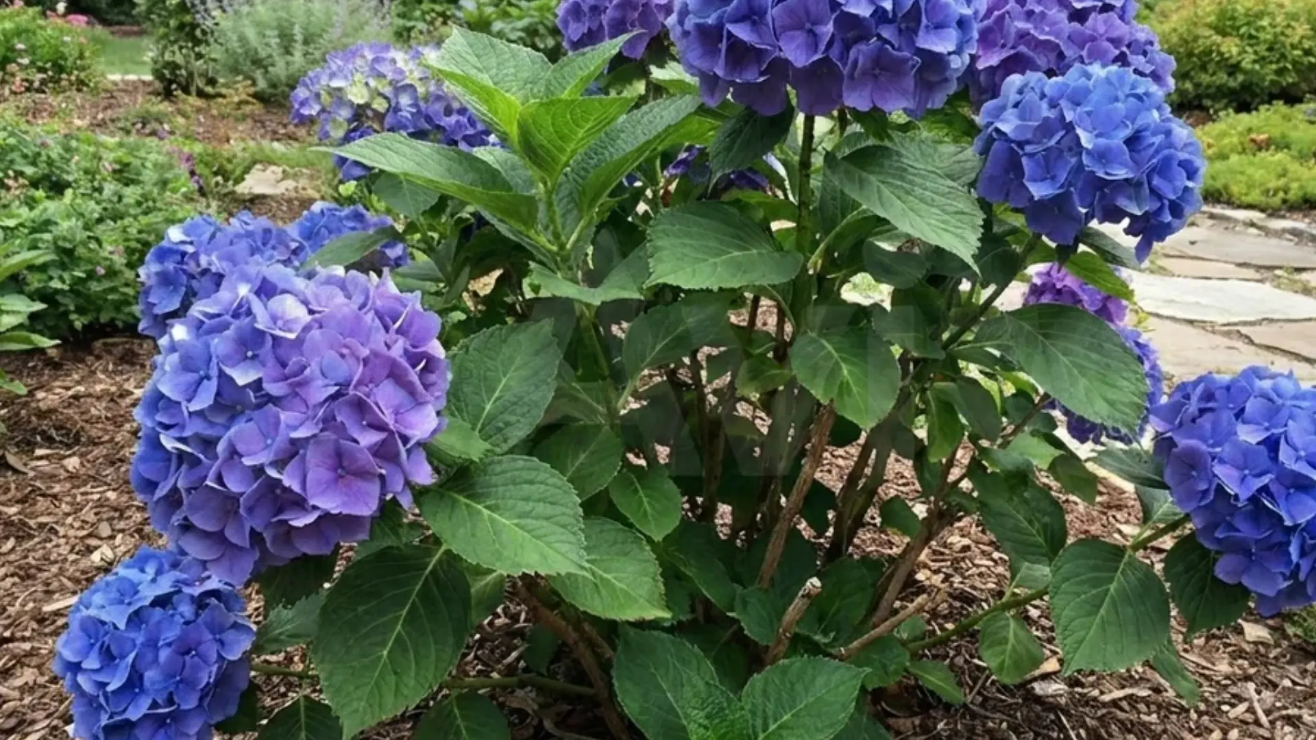 Large blue hydrangea flower clusters growing on a woody shrub in a garden bed outdoors