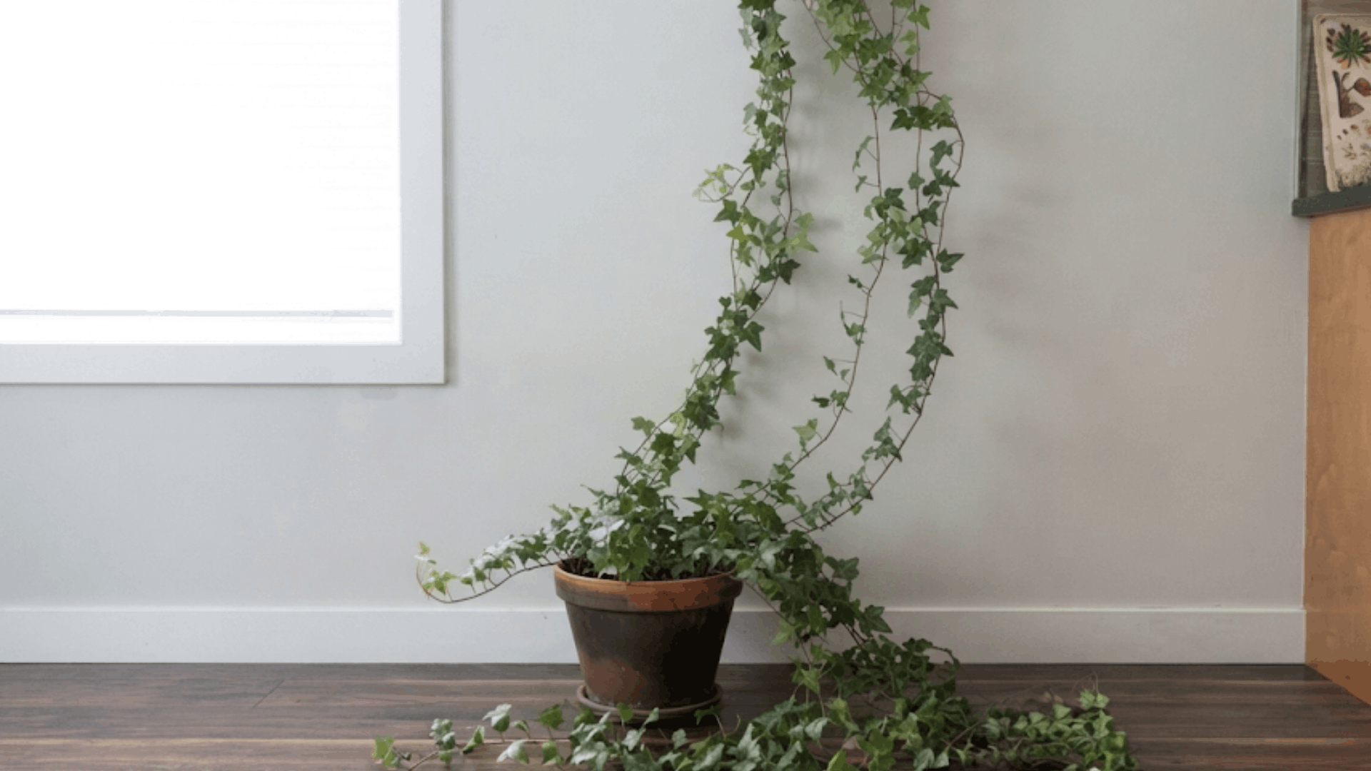 indoor trailing ivy plant in pot on wooden floor with long vines near window and home interior decor