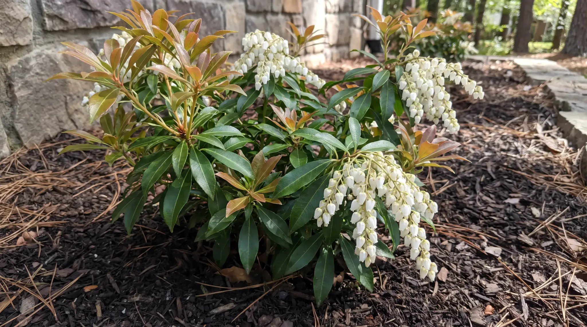 Japanese Pieris with glossy leaves, colorful new growth, and hanging flower clusters.