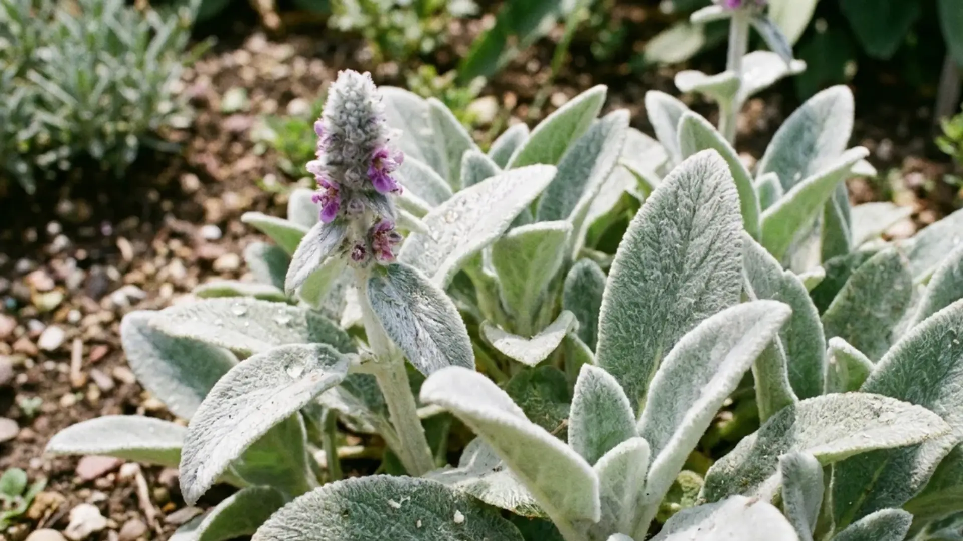 Soft silvery lambs ear foliage with a small purple flower spike in a sunny garden bed