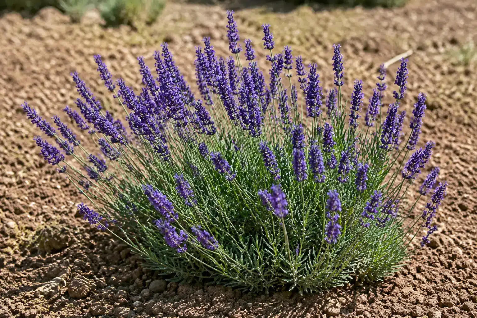 Established lavender plant flowering in full sun and fast-draining soil.
