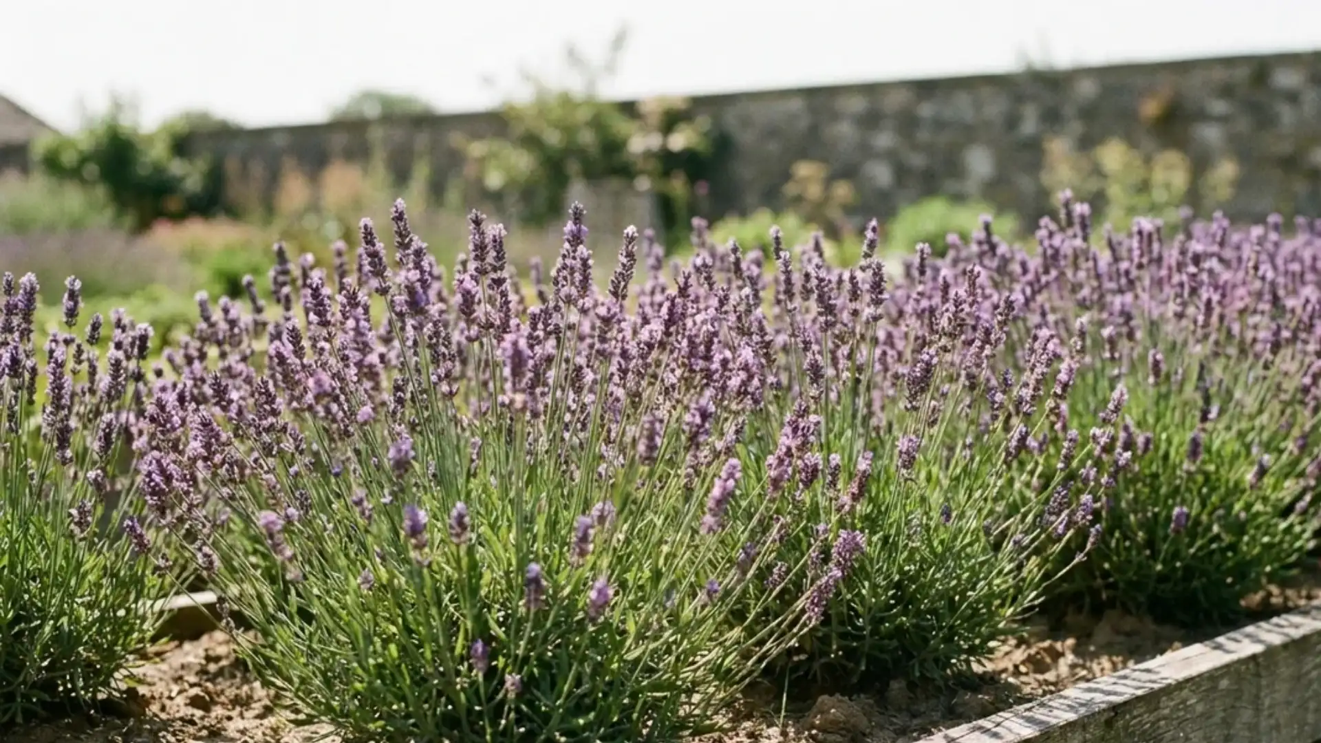 Rows of purple lavender flower spikes growing in a sunny raised garden bed outdoors
