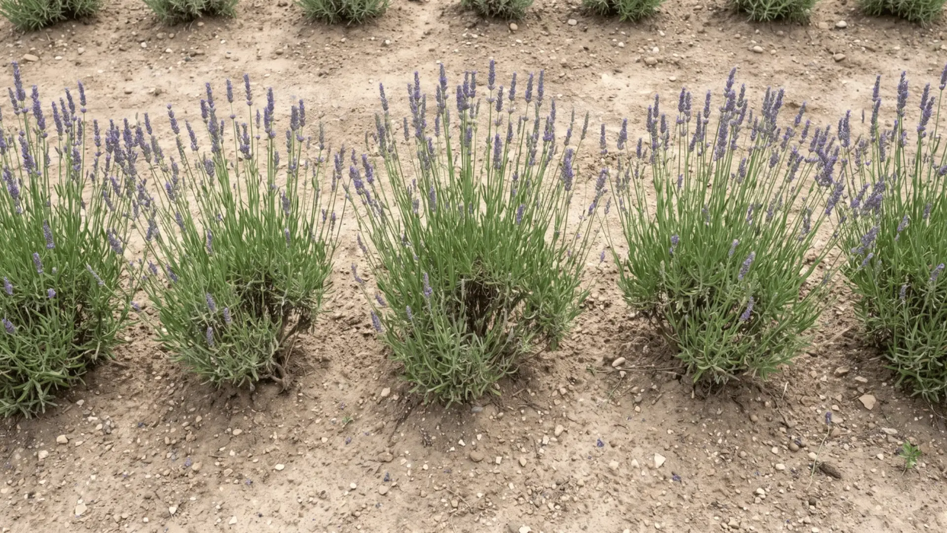 Lavender shrubs spaced apart in sunny, fast-draining soil with open space around each plant