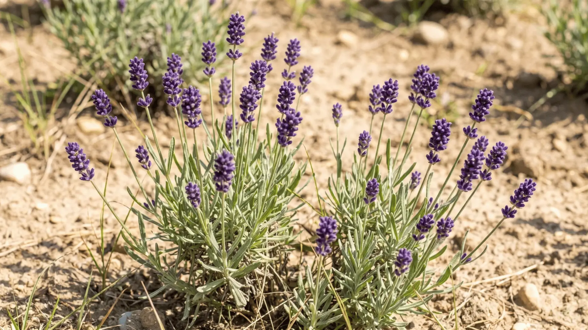 Lavender stems with purple flower spikes and green foliage