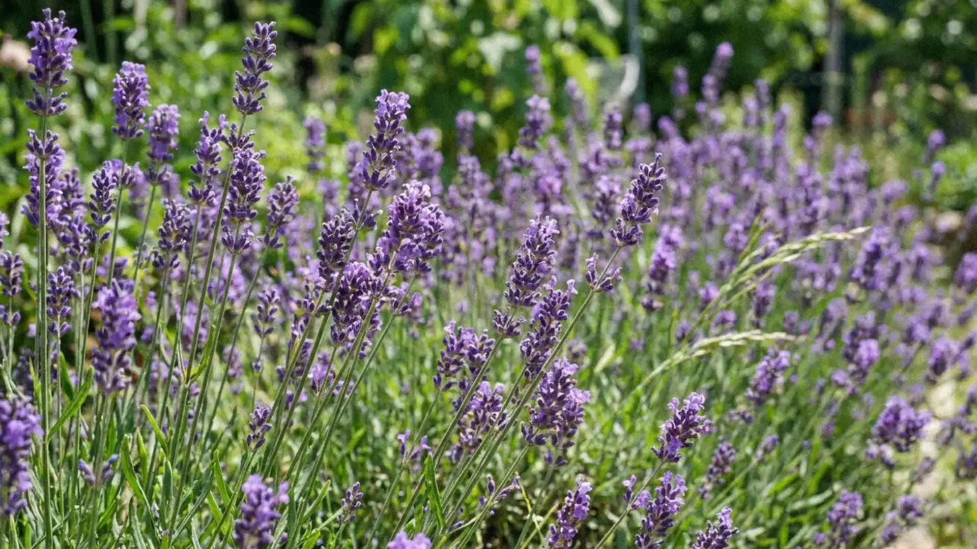 Purple lavender flower spikes blooming along a sunny garden border