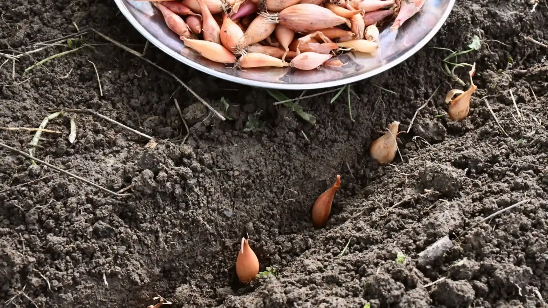 Young onion sets planted in evenly spaced rows in garden soil