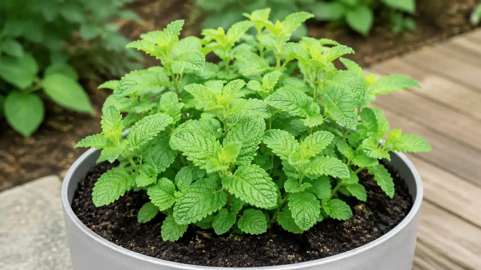 Trimmed lemon balm growing in a container with moist soil.