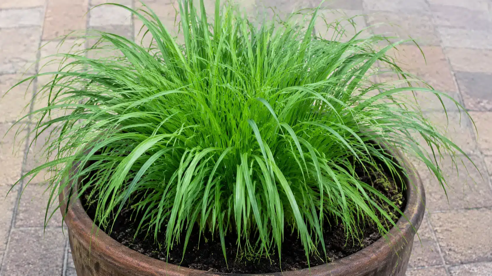 Dense lemongrass growing in moist soil inside a large patio container.