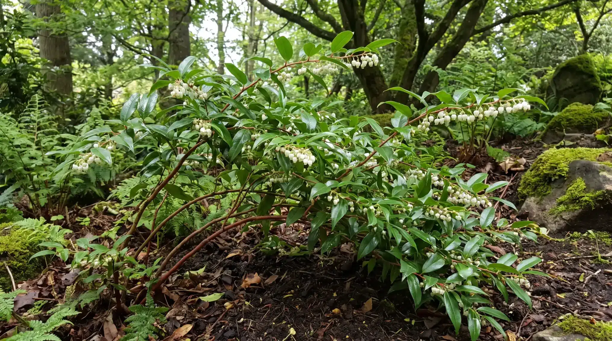 Leucothoe with arching evergreen branches and small bell-shaped flowers in a shaded border.