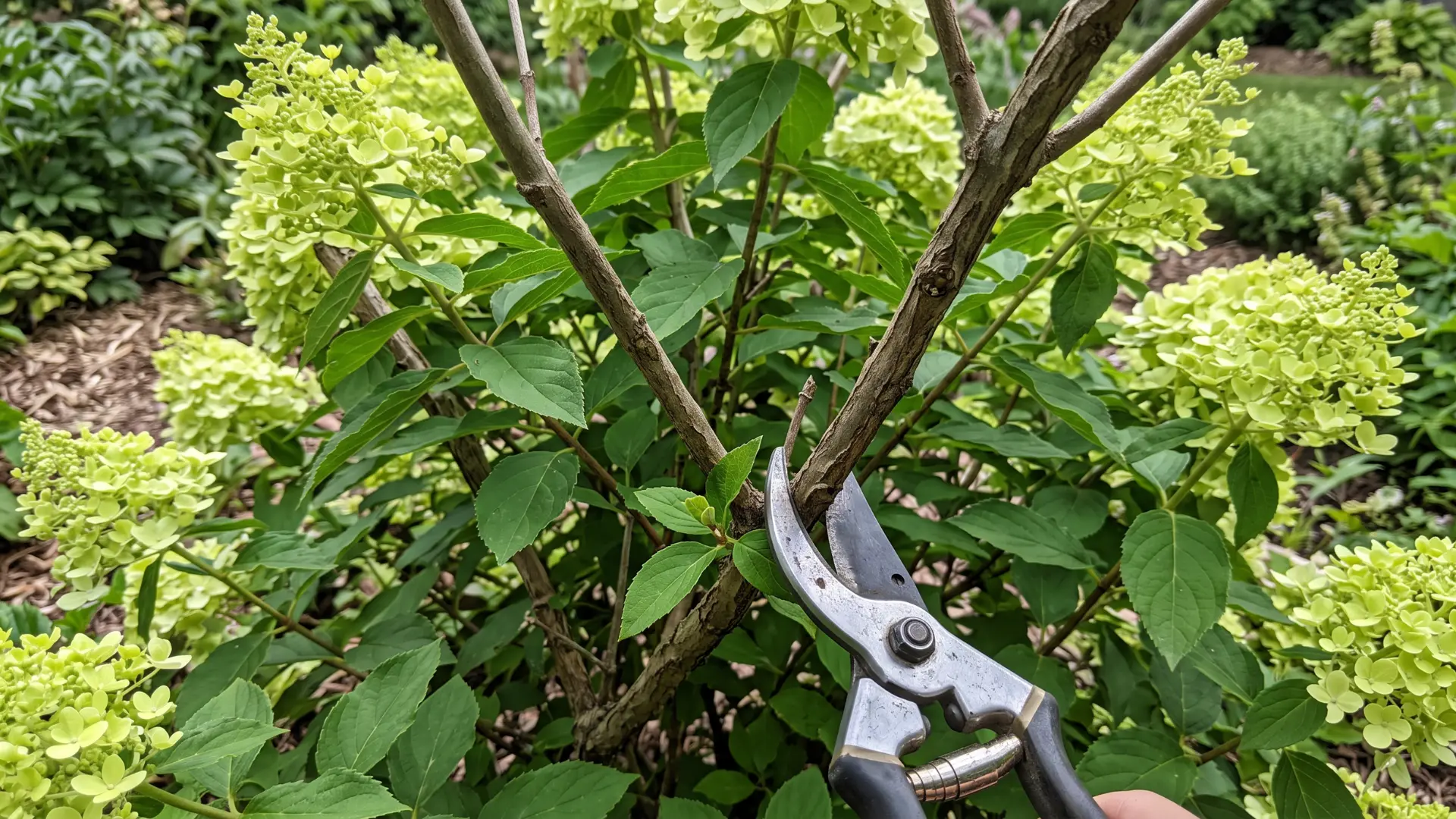 Little Lime hydrangea being selectively pruned to maintain its size and natural shape.