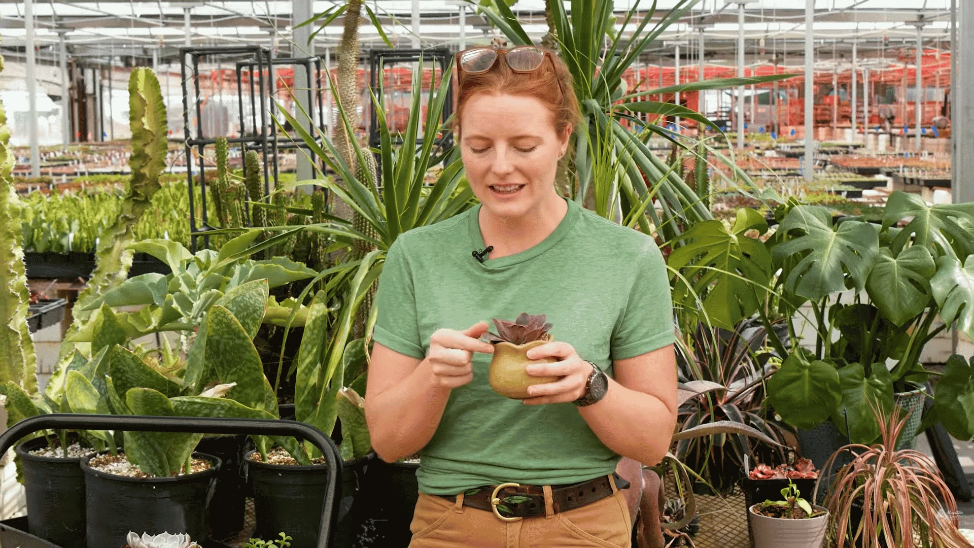 Succulent leaves showing signs of thirst and softness