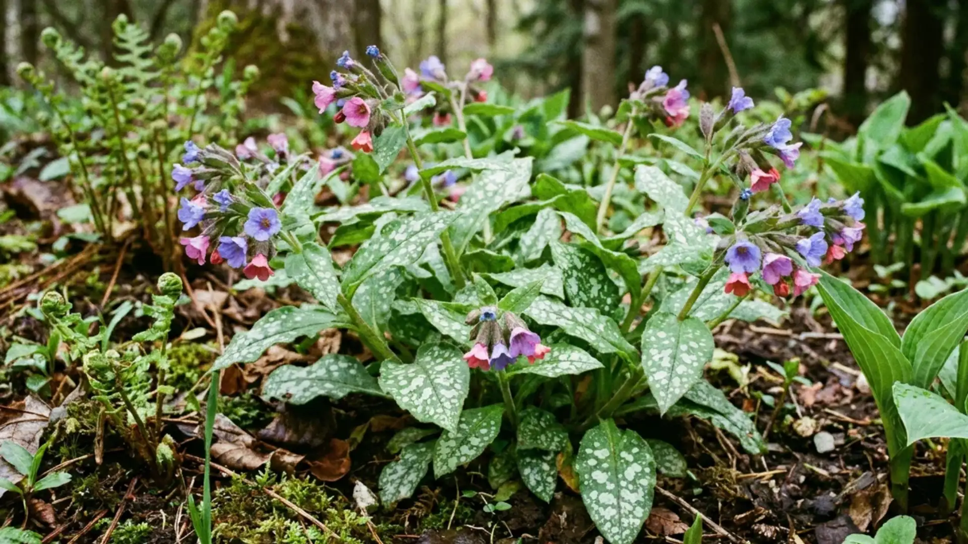 lungwort plant with speckled leaves and small pink and blue flower clusters outdoors