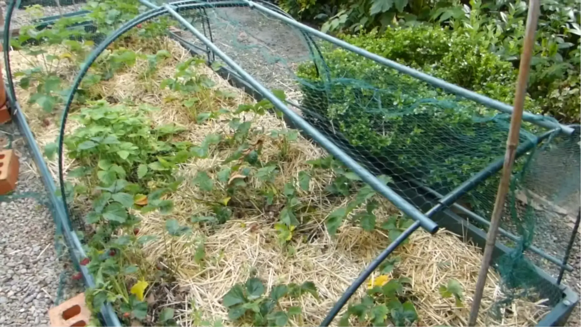 Strawberry plants covered with protective netting to prevent pests and manage runners in the garden bed.