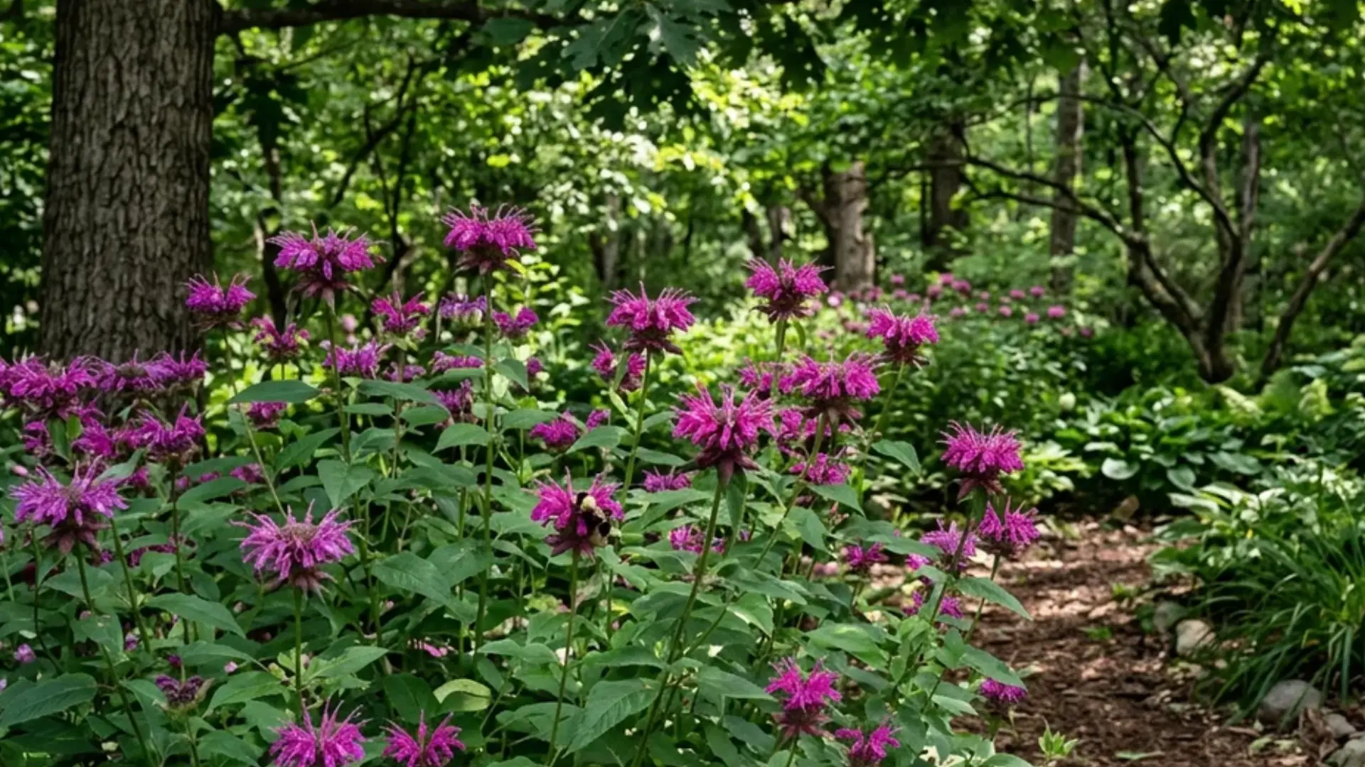 Bee balm blooms growing under dappled shade in a garden bed