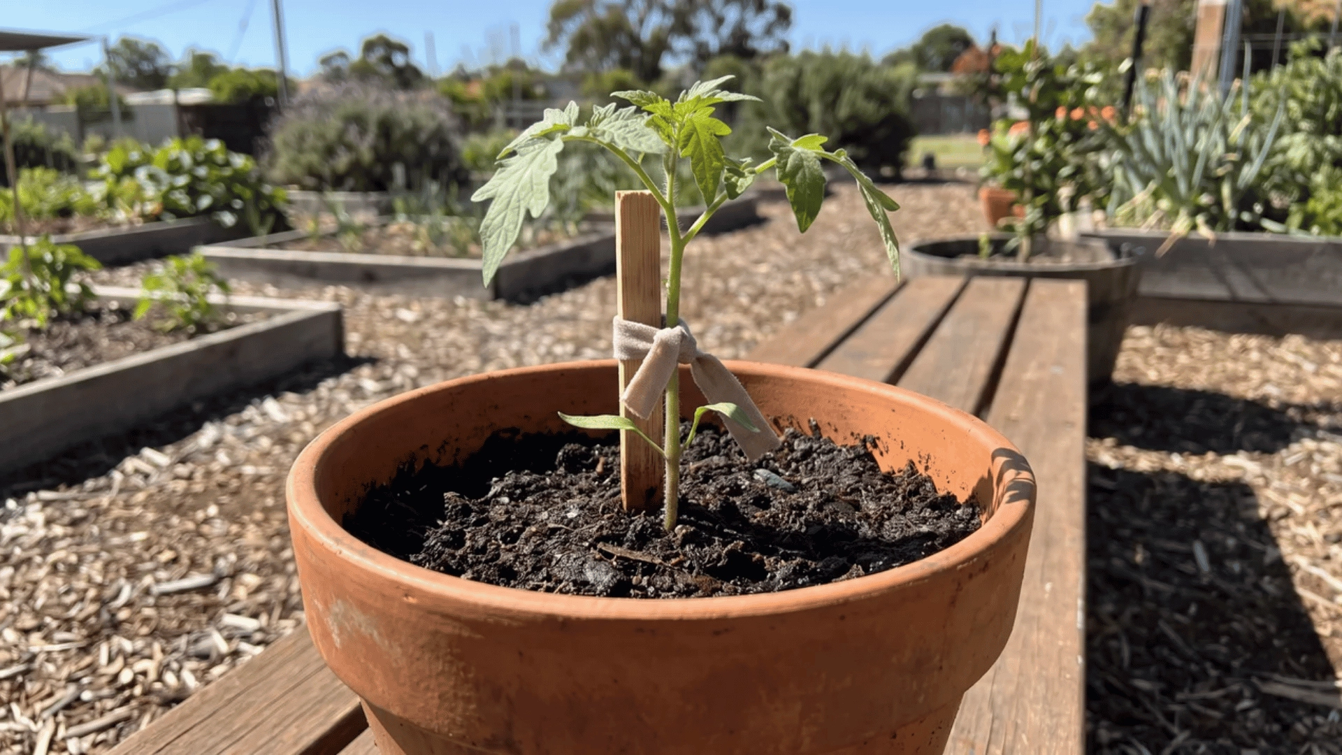 Tomato seedling in a mud-orange pot with support and moist potting mix