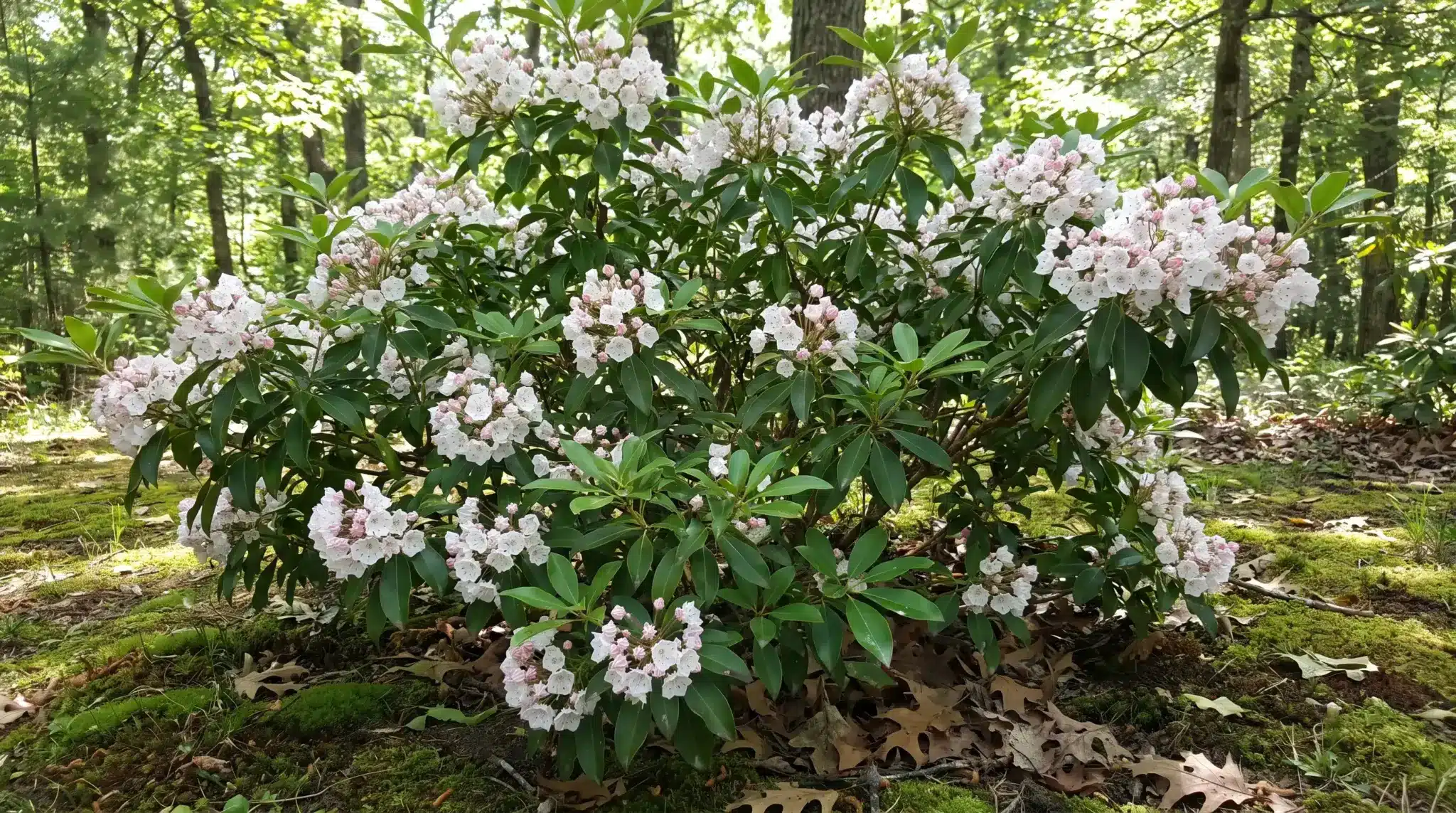 Mountain laurel with cup-shaped spring flowers growing in a partly shaded garden.
