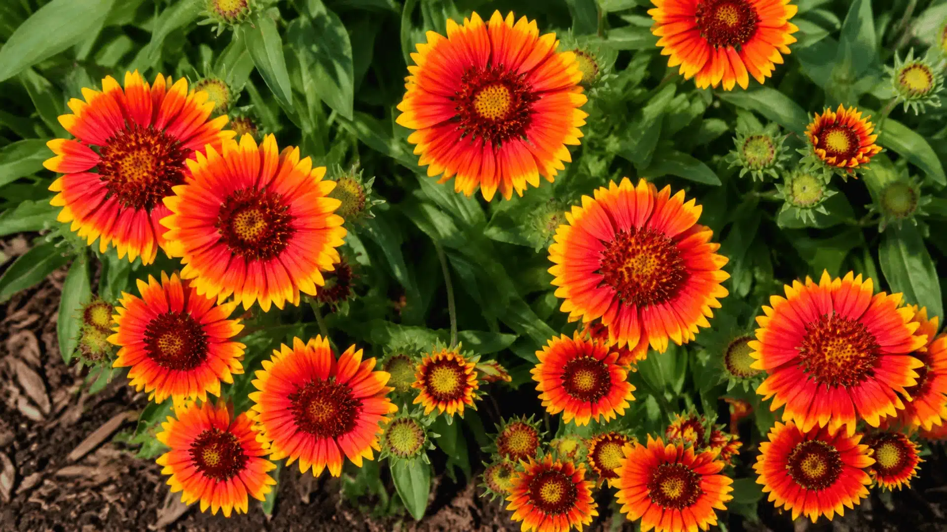 Orange and red blanket flowers with green leaves growing in a garden bed.
