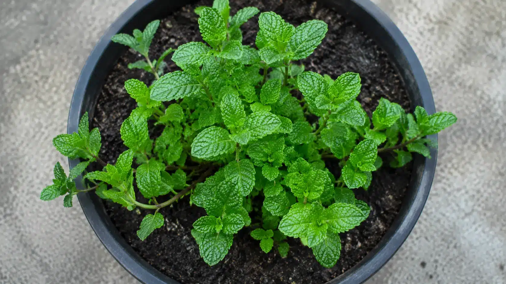 Peppermint plant growing in a separate container with moist soil.