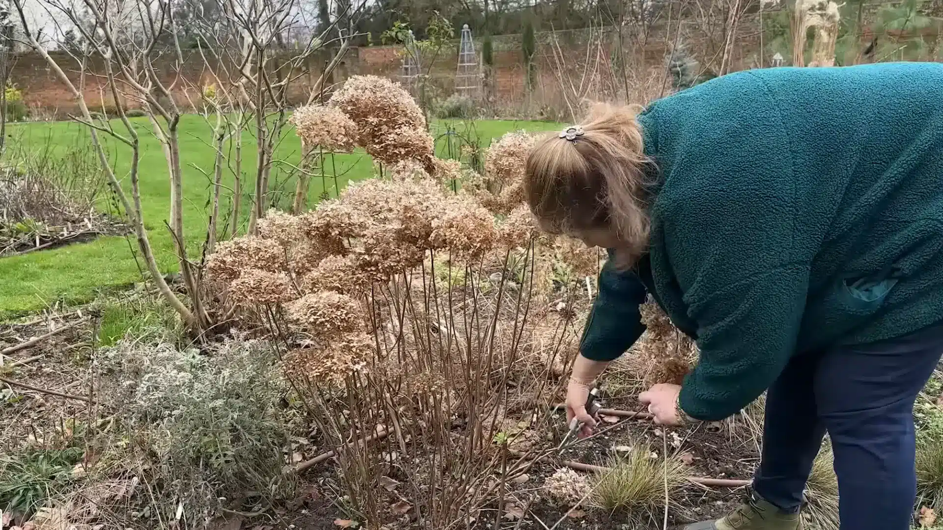 Person cutting Annabelle hydrangea stems near ground level with secateurs in a garden bed.