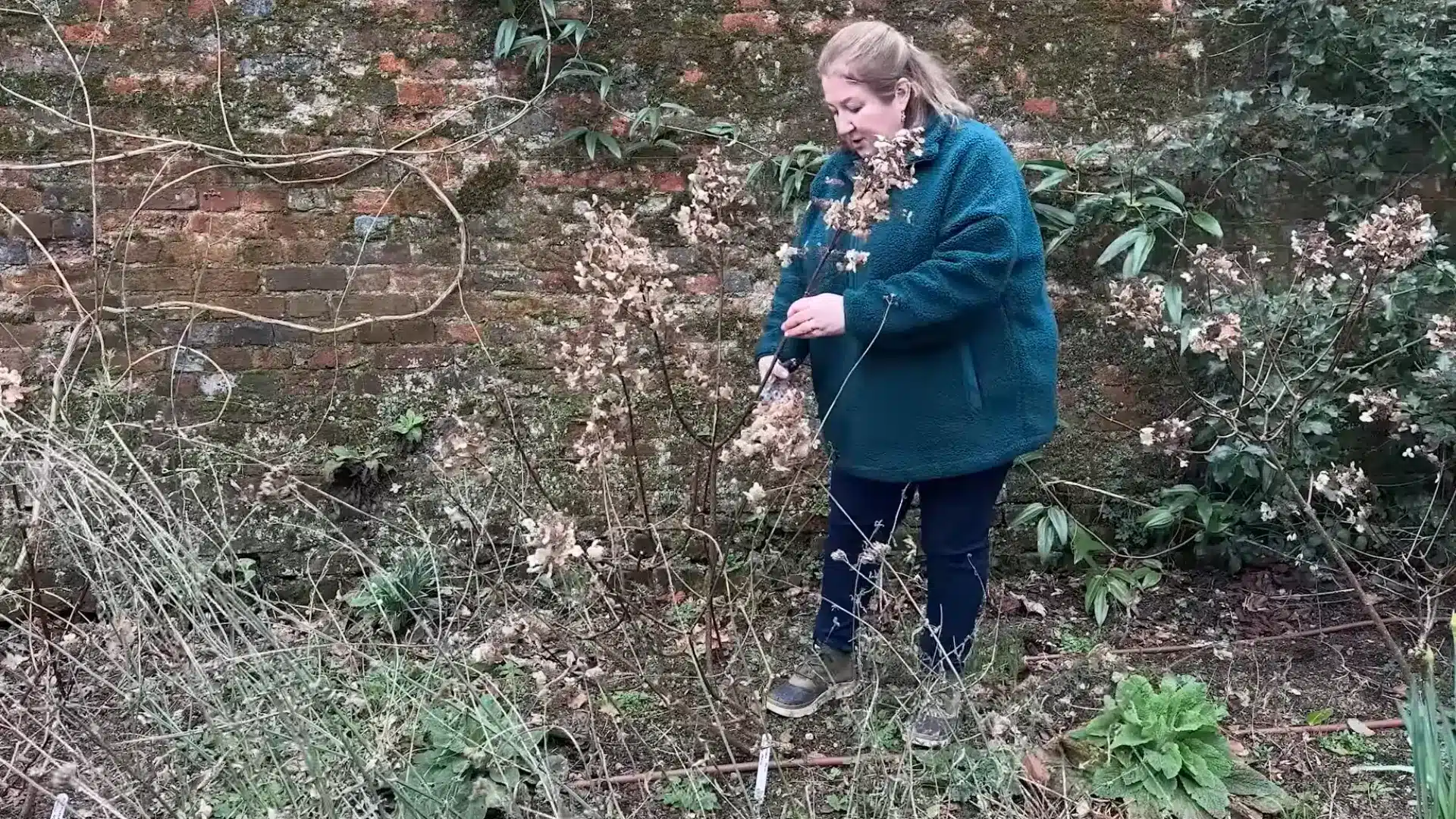 Person pruning dried hydrangea flower heads with secateurs beside a garden wall.