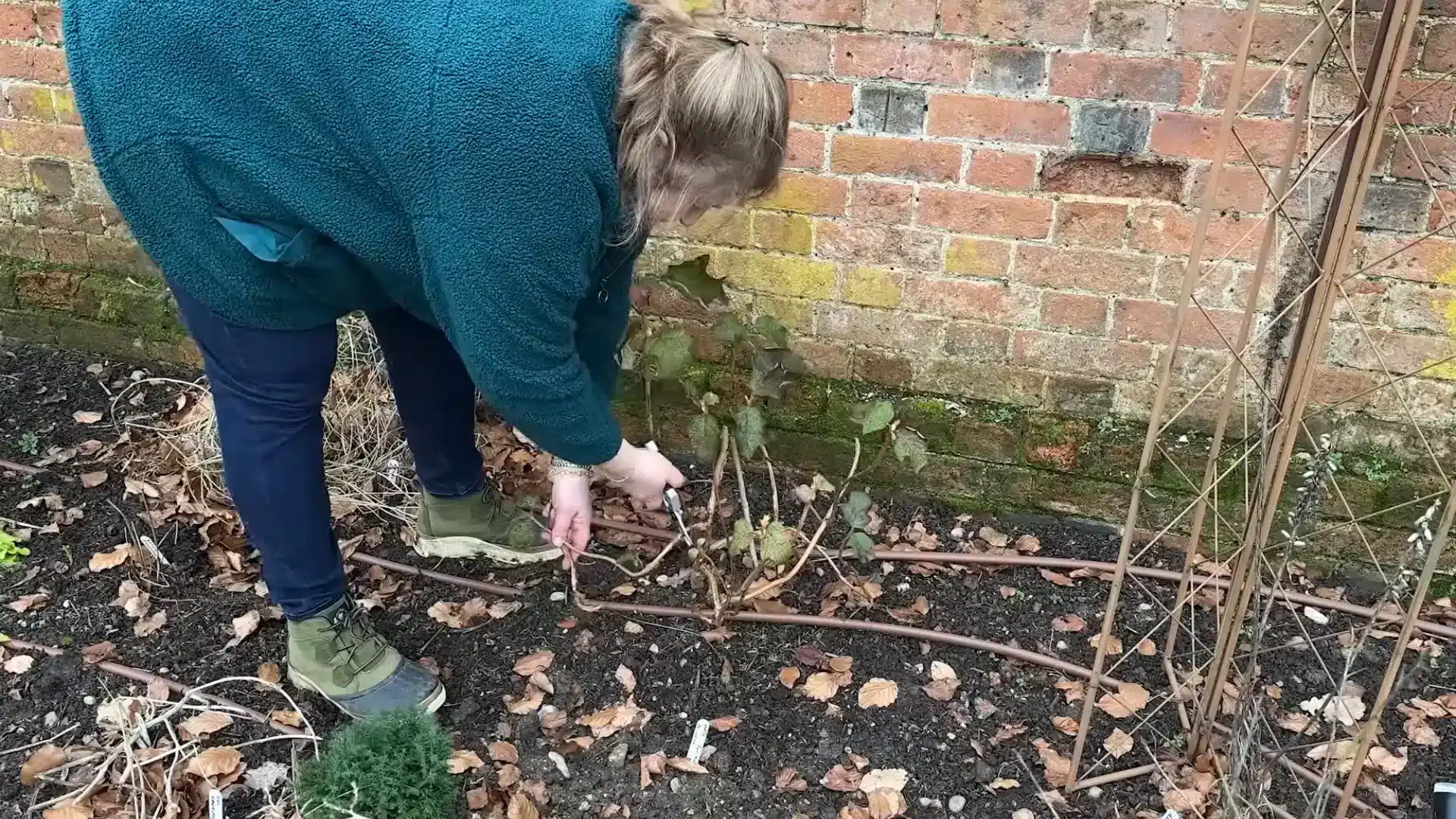 Person using secateurs to prune a low hydrangea branch beside a brick garden wall.