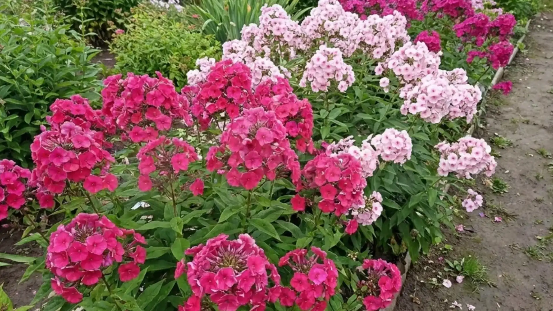 Large pink phlox flower clusters blooming densely in a mid summer garden border outdoors
