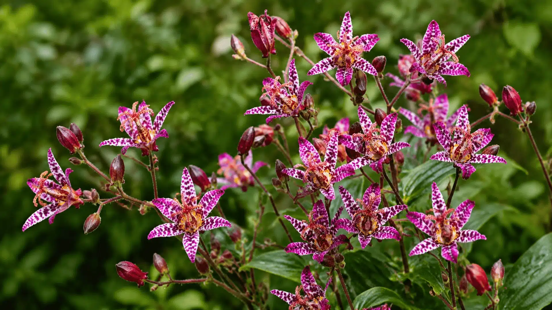 Pink and white toad lily flowers blooming with spotted petals and green foliage background.