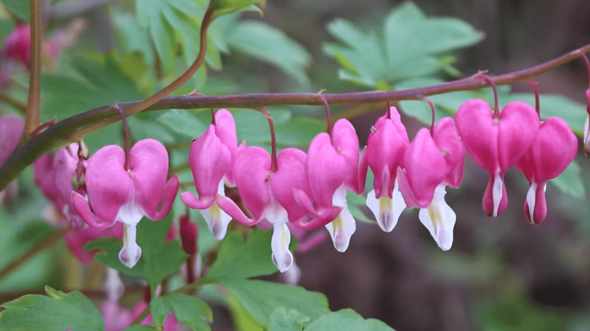 pink bleeding heart flowers hanging from curved stems with lush green leaves creating a colorful spring garden display