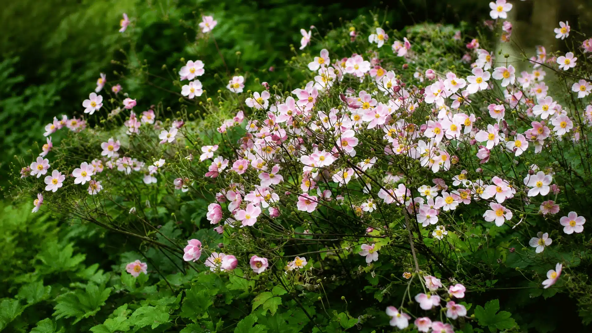 Pink Japanese anemone flowers blooming with green foliage in a garden setting.
