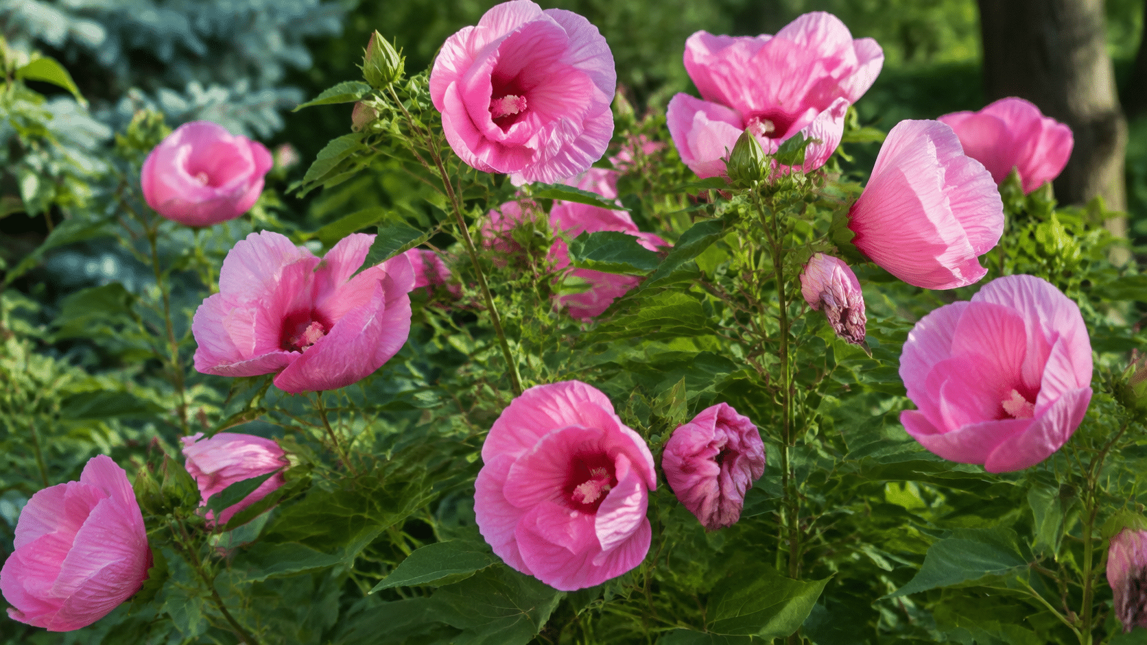Pink Teacups hibiscus with pink cup-shaped flowers