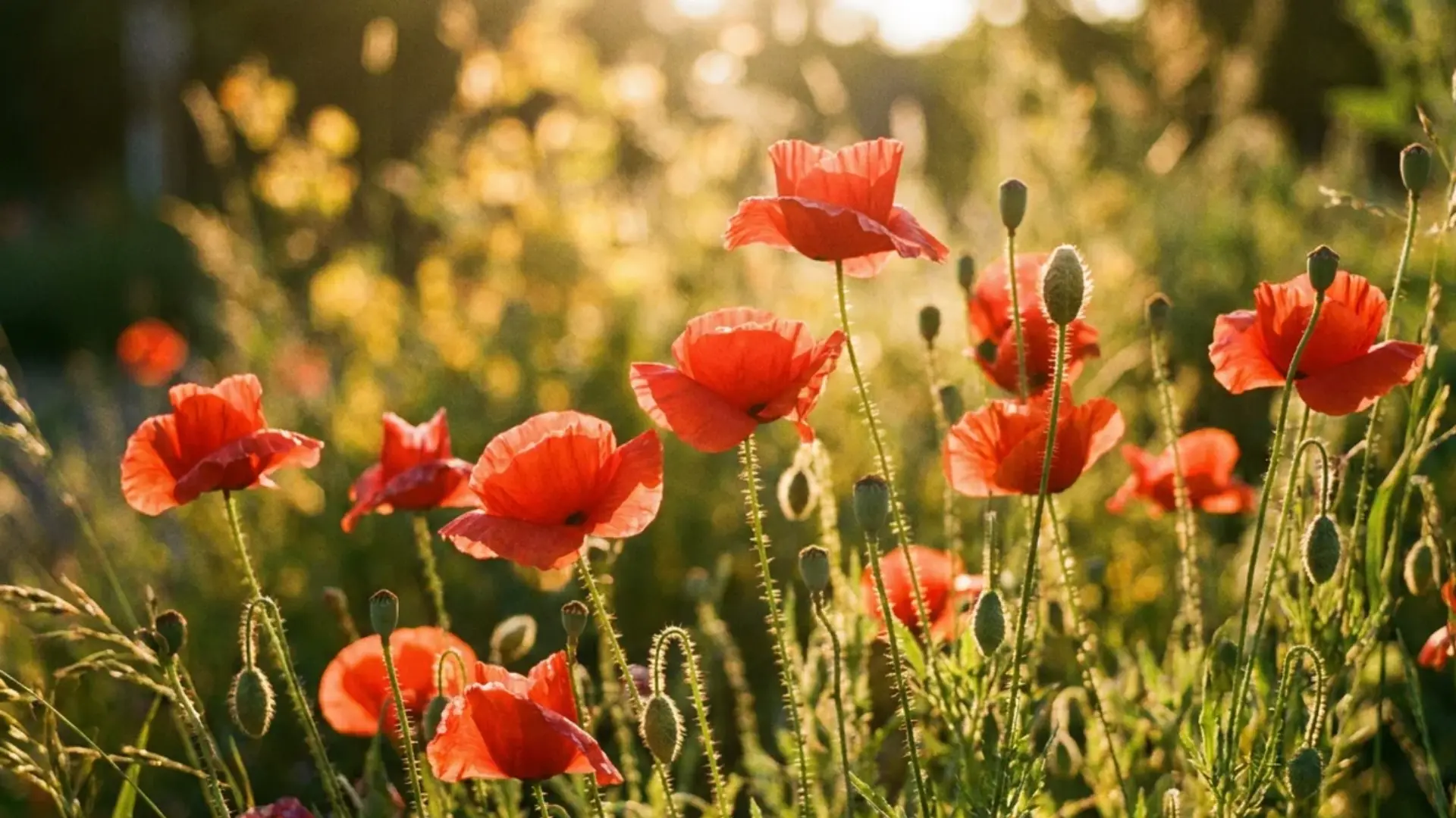Red poppy flowers swaying in a sunny garden patch outdoors