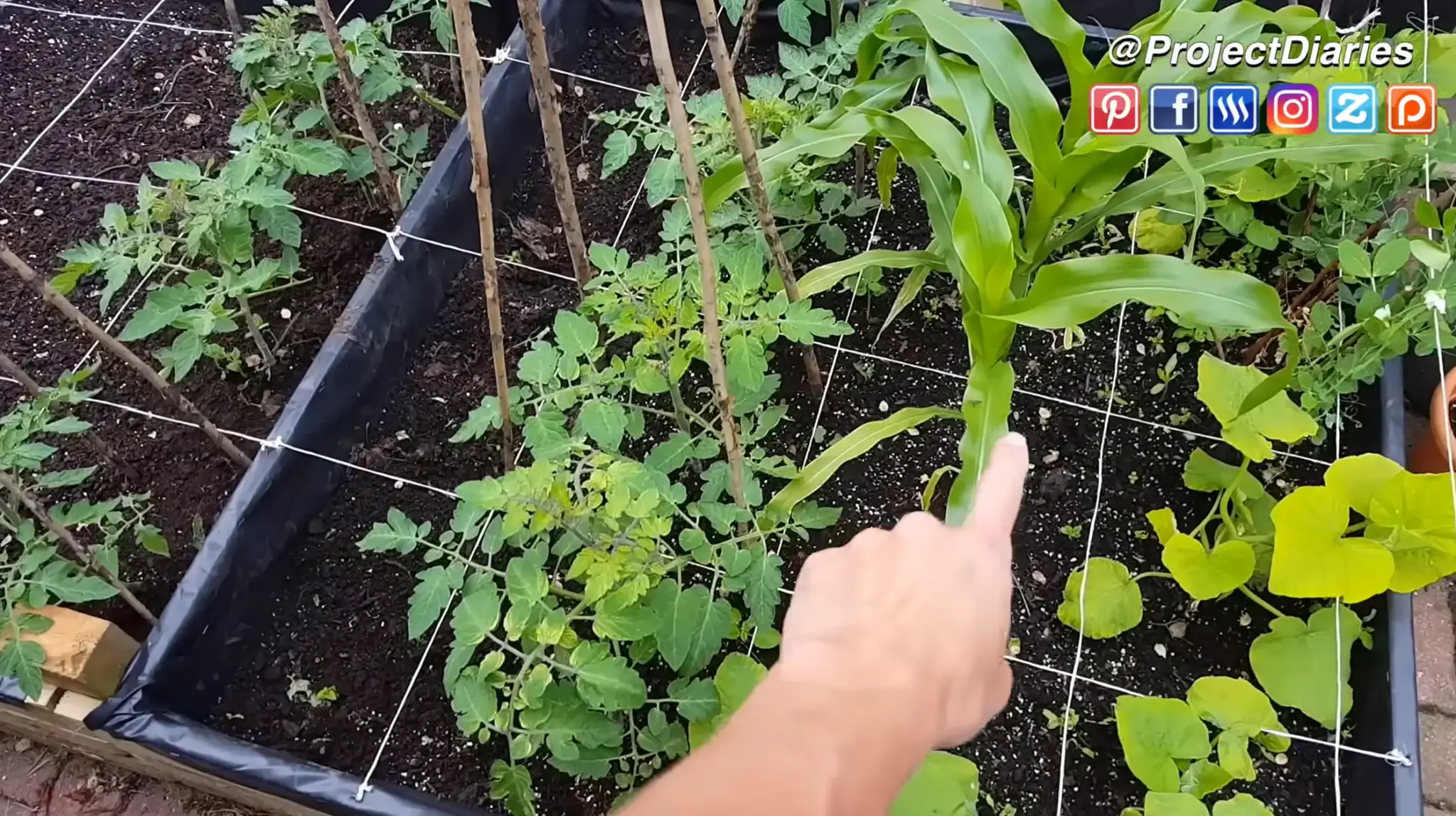 Corn, tomatoes, peas, and squash growing in divided square-foot garden beds.