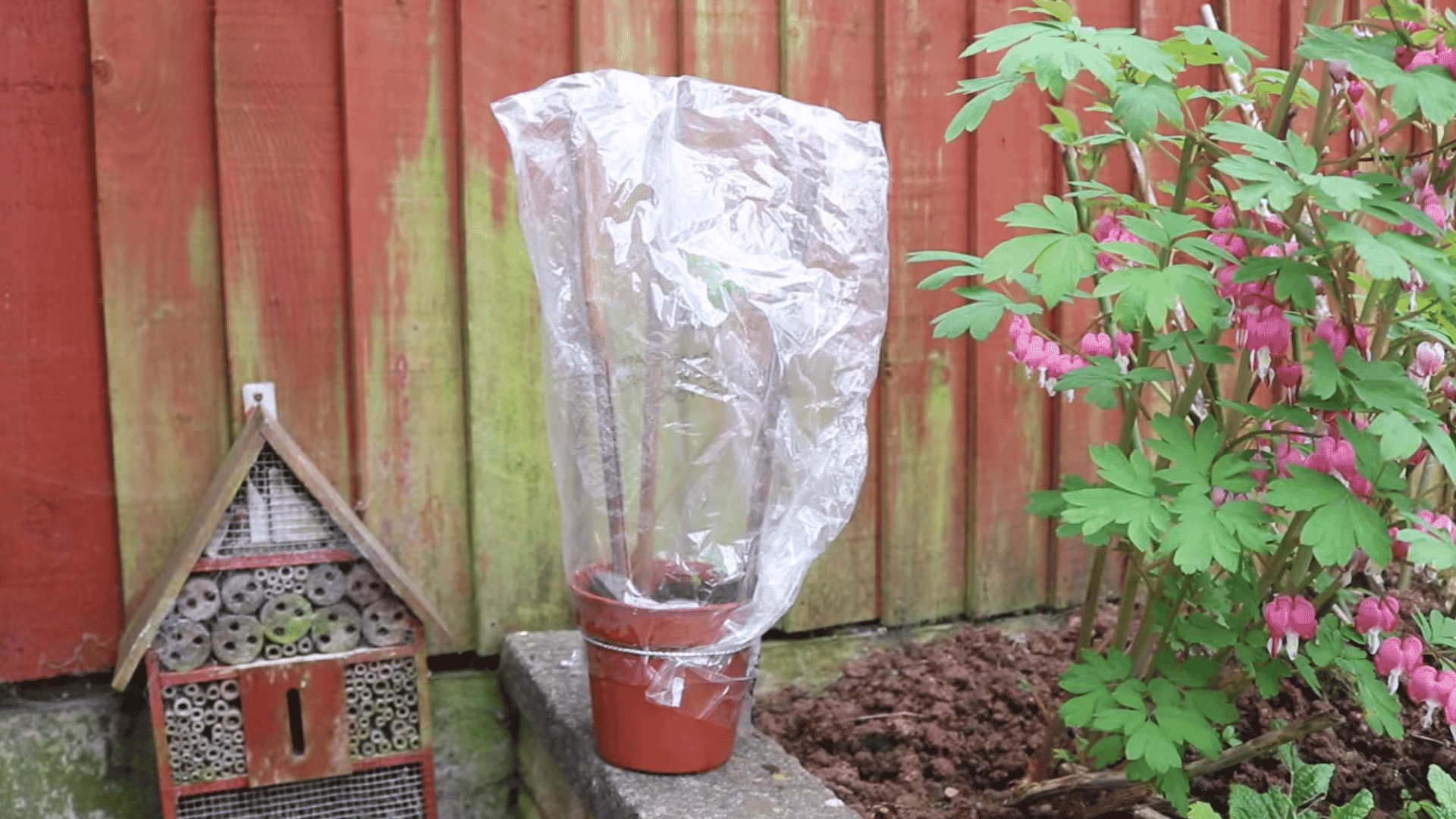 potted bleeding heart cutting supported by wooden stakes showing fresh green leaves during early plant growth