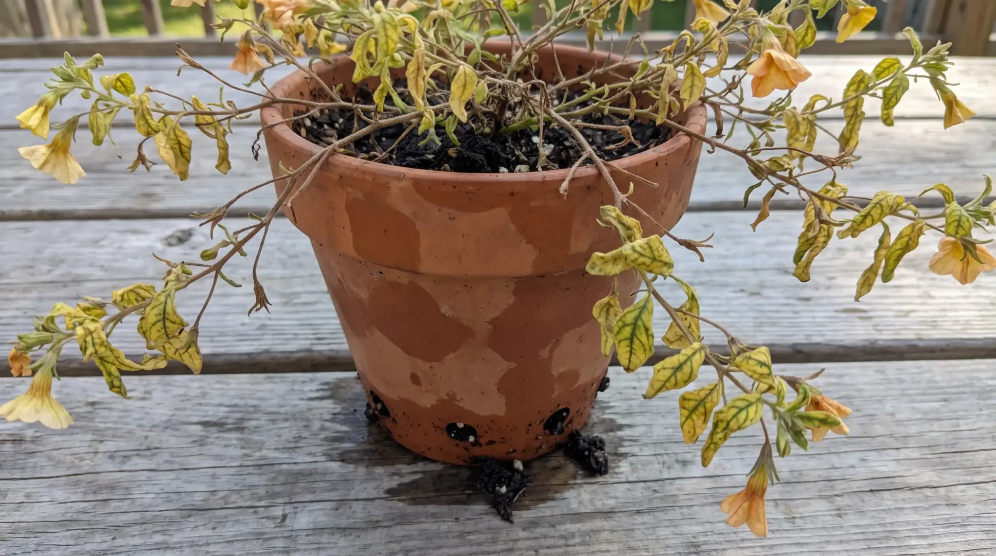 Potted calibrachoa with long stems, yellow and curled leaves, wet soil, and few flowers