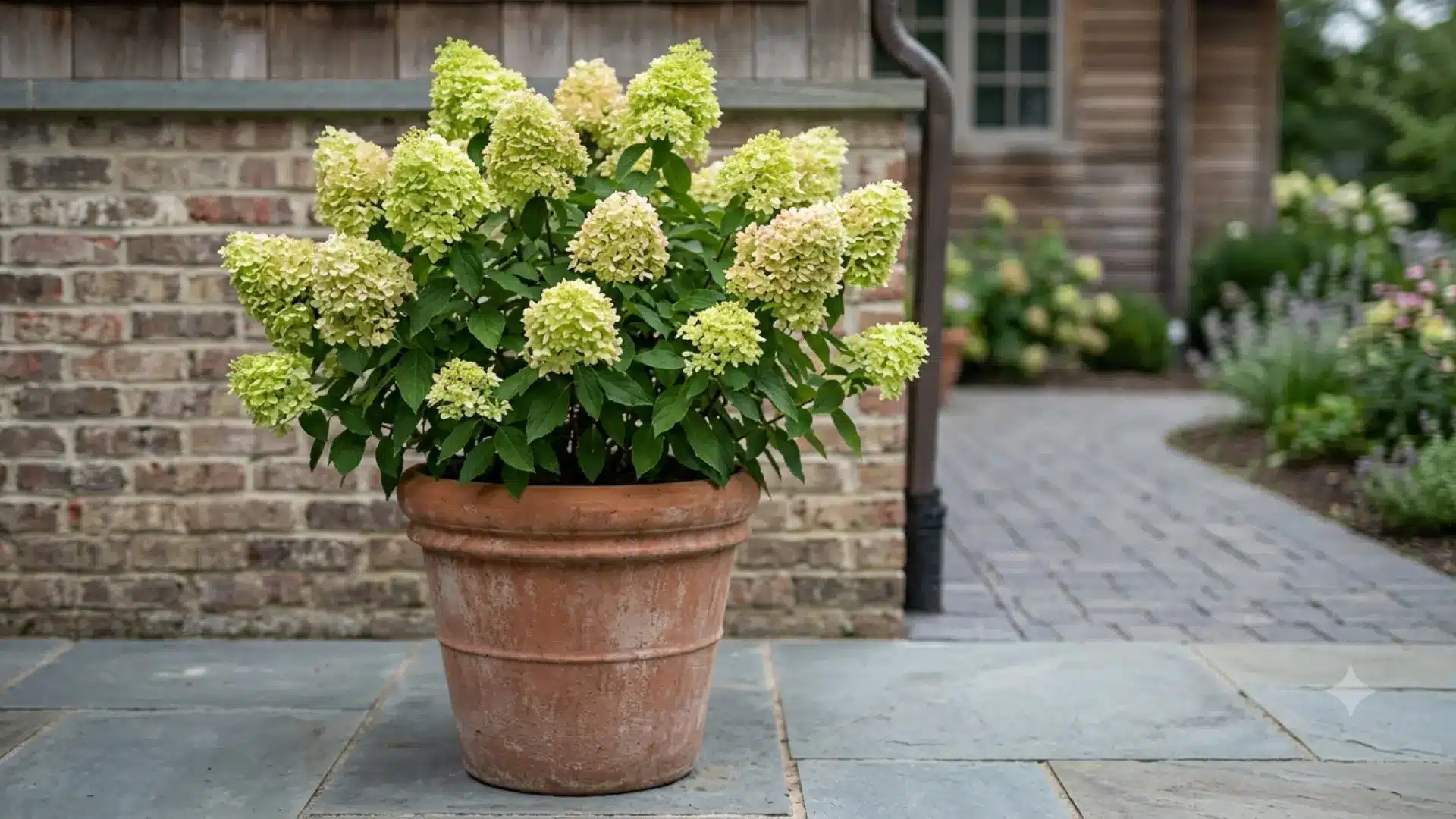 Compact Little Lime hydrangea shrub growing in a large patio container
