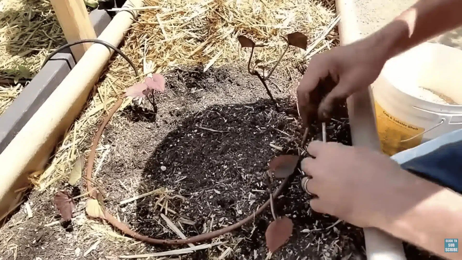 Sweet potato slips planted in garden soil with spacing between young plants